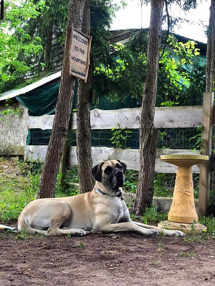 Gauge is registered to the contest to win money with this photo: anatolian_shepherd_dog, black_mouth_cur, boerboel, canidae, carnivore, companion_dog, dog, dog_breed, english_mastiff, fawn, fila_brasileiro, grass, guard_dog, kangal_dog, mammal, plant, snout, tree, wildlife