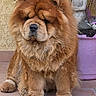 Ted participe au concours pour gagner de l'argent avec cette photo : animal, brown_fur, buddha, chow_chow, cute, dog, domestic_animal, face, fluffy, fur, mammal, outdoor, paw, pet, planter, porch, portrait, sitting, statue, tile_floor