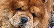 Ted participe au concours pour gagner de l'argent avec cette photo : animal, brown, canine, chow_chow, closeup, companion, cute, dog, ears, face, fluffy, friendly, fur, mammal, nose, outdoor, pet, portrait, relaxed, whiskers