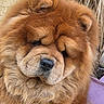 animal, brown, canine, chow_chow, closeup, companion, cute, dog, ears, face, fluffy, friendly, fur, mammal, nose, outdoor, pet, portrait, relaxed, whiskers