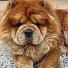 animal, brown_fur, canine, chow_chow, close_up, cute, dog, ears, face, fluffy, fur, ground, mammal, nose, outdoor, paw, pet, portrait, relaxed, resting