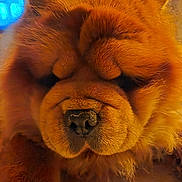 Ted a rejoint le concours — aidez-le/la à gagner de superbes lots ! dog, chow_chow, pet, close_up, furry, nose, snout, whiskers, portrait, indoor, warm_lighting, orange_fur, sleepy, fluffy, muzzle, wrinkles, cute, domestic_animal, paw, macro