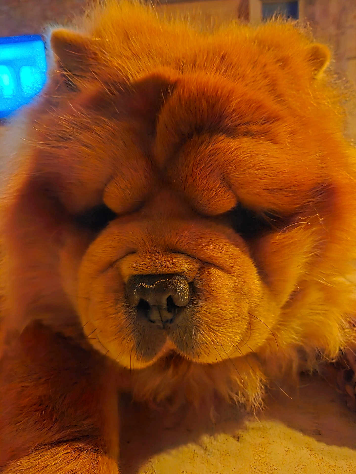 Ted a rejoint le concours — aidez-le/la à gagner de superbes lots ! dog, chow_chow, pet, close_up, furry, nose, snout, whiskers, portrait, indoor, warm_lighting, orange_fur, sleepy, fluffy, muzzle, wrinkles, cute, domestic_animal, paw, macro