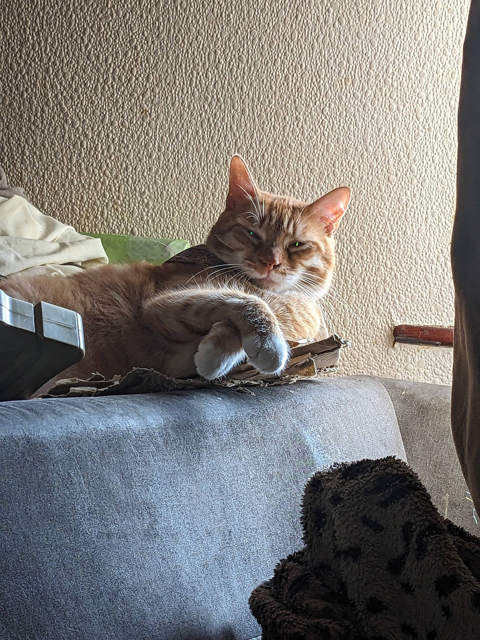 Dennis is registered to the contest to win money with this photo: carnivore, cat, comfort, couch, domestic_short_haired_cat, door, fawn, felidae, flooring, grey, human_leg, linens, plant, small_to_medium_sized_cats, tail, tints_and_shades, tree, whiskers, window, wood