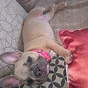 Piglet joined the competition — help win amazing prizes! puppy, dog, french_bulldog, collar, couch, pillow, pattern, relaxed, cute, pet, animal, indoor, fur, ears, nose, paw, face, lying_down, soft, cozy