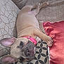 animal, collar, couch, cozy, cute, dog, ears, face, french_bulldog, fur, indoor, lying_down, nose, pattern, paw, pet, pillow, puppy, relaxed, soft