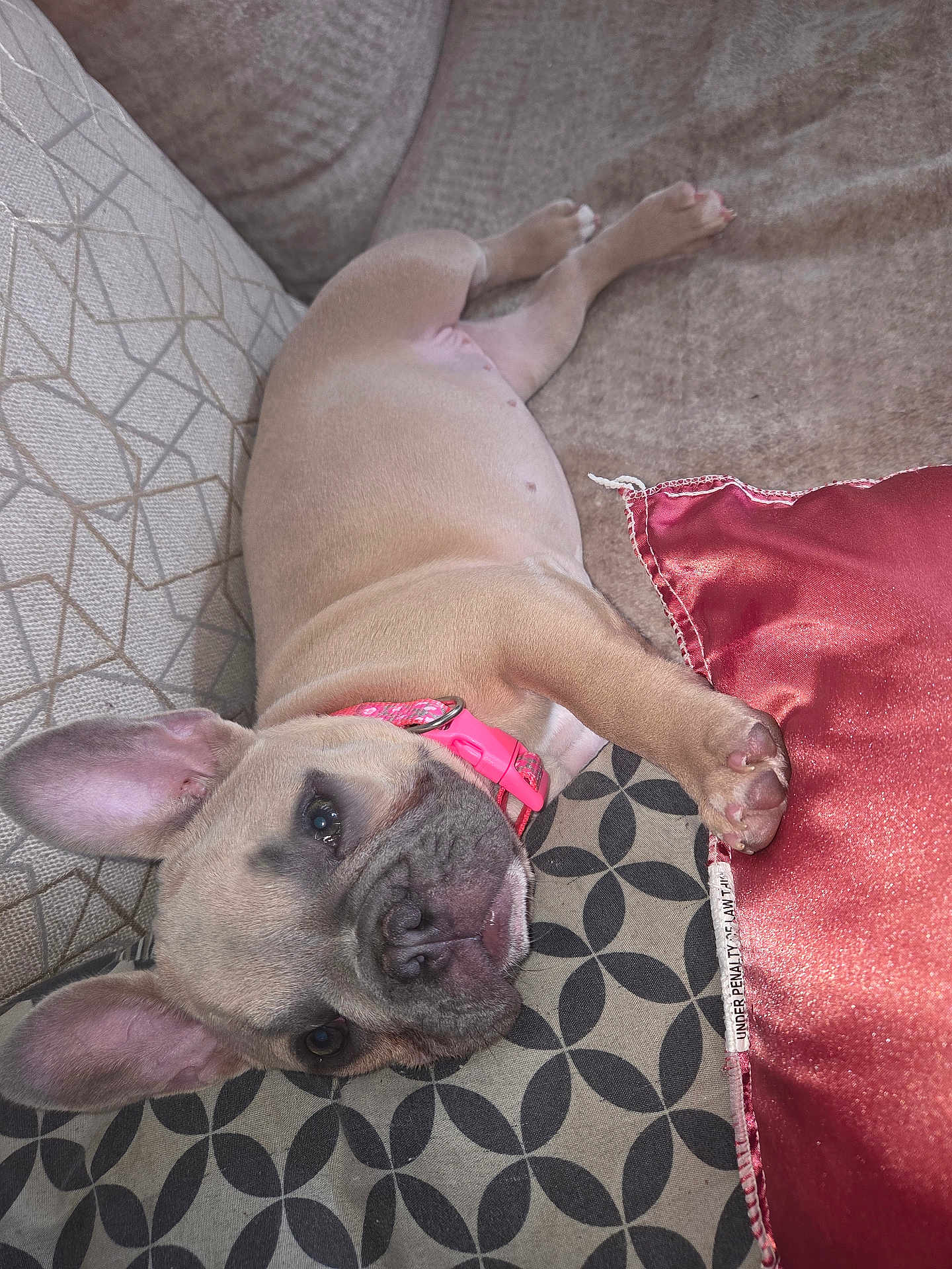 Piglet