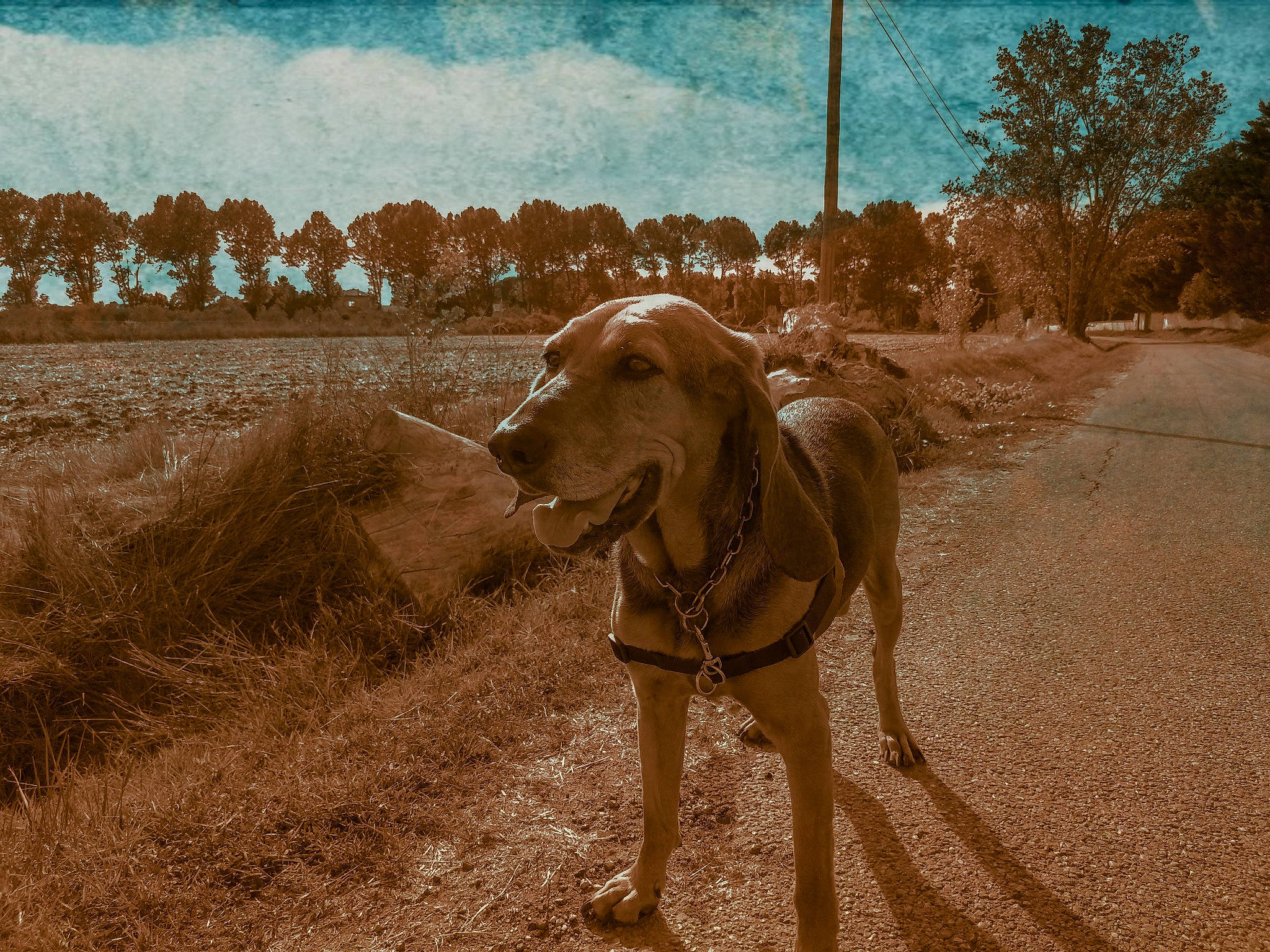 Coumbo participe au concours pour gagner de l'argent avec cette photo : carnivore, cloud, collar, dog, dog_breed, fawn, grass, gun_dog, landscape, liver, plant, road, road_surface, sky, snout, tail, tints_and_shades, tree, vertebrate, working_animal