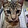 Tigger