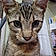Tigger