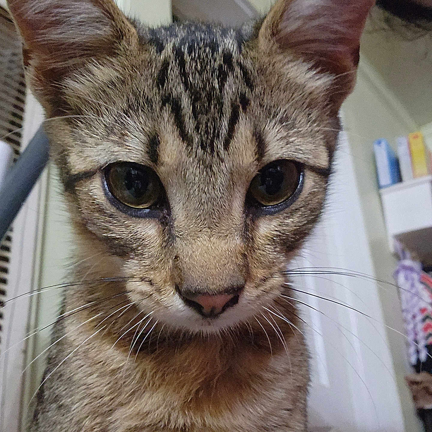 Tigger is registered to the contest to win money with this photo: animal, background, cat, close_up, curious, domestic, door, ears, eyes, face, feline, fur, household, indoor, nose, pet, portrait, shelf, tabby, whiskers