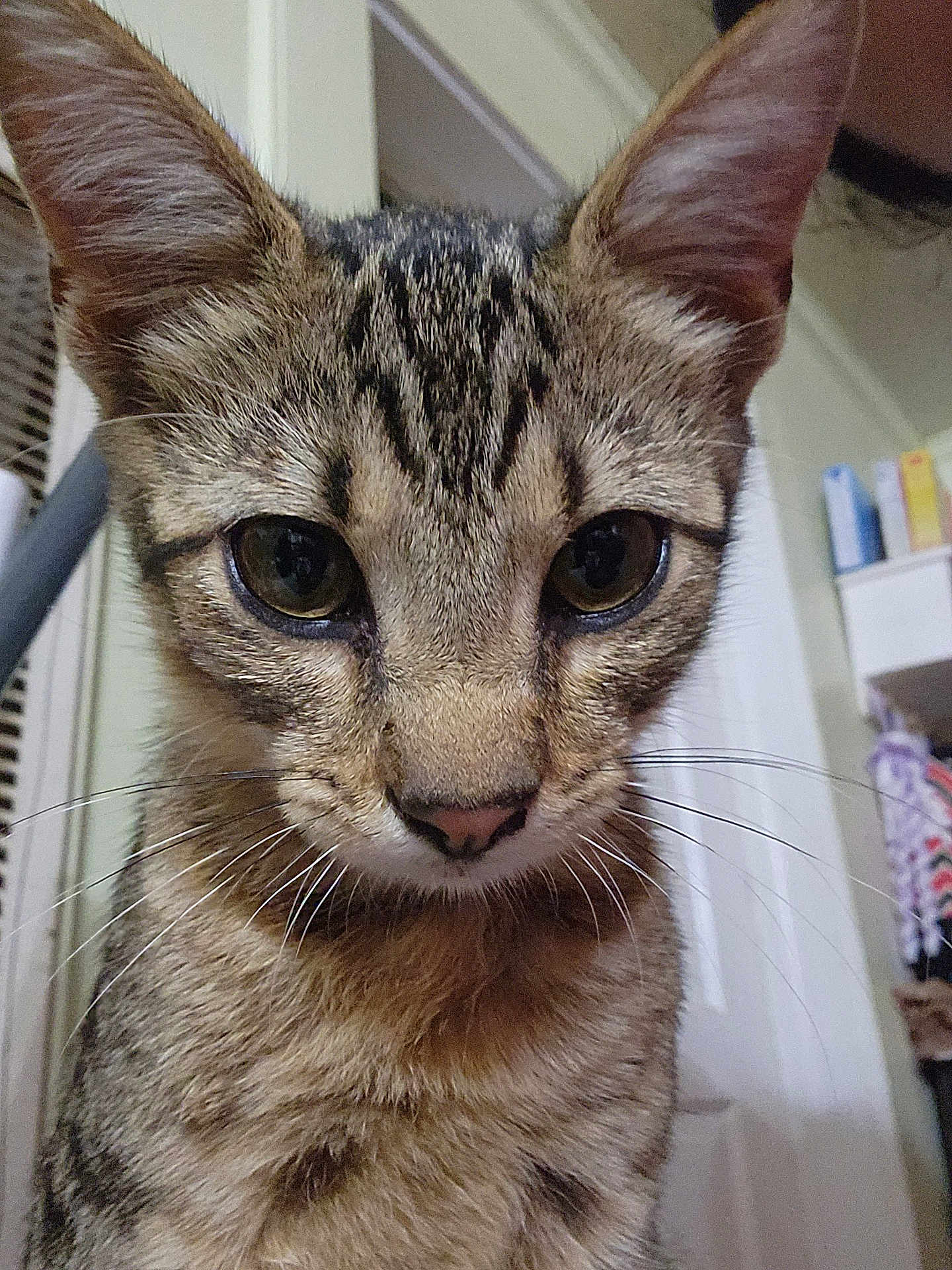 Tigger