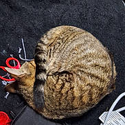 Tigger joined the competition — help win amazing prizes! cat, tabby, curled_up, sleeping, feline, fur, pet, indoor, black_background, scissors, red, yarn, crafting, cord, electrical_cord, cozy, resting, animal, domestic_cat, close_up