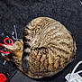cat, tabby, curled_up, sleeping, feline, fur, pet, indoor, black_background, scissors, red, yarn, crafting, cord, electrical_cord, cozy, resting, animal, domestic_cat, close_up