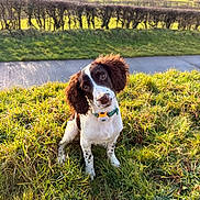Logan joined the competition — help win amazing prizes! animal, canine, clouds, collar, curious, cute, dog, ears, field, grass, greenery, hedge, nature, outdoor, pathway, pet, rolling_hills, sitting, sky, sunlight