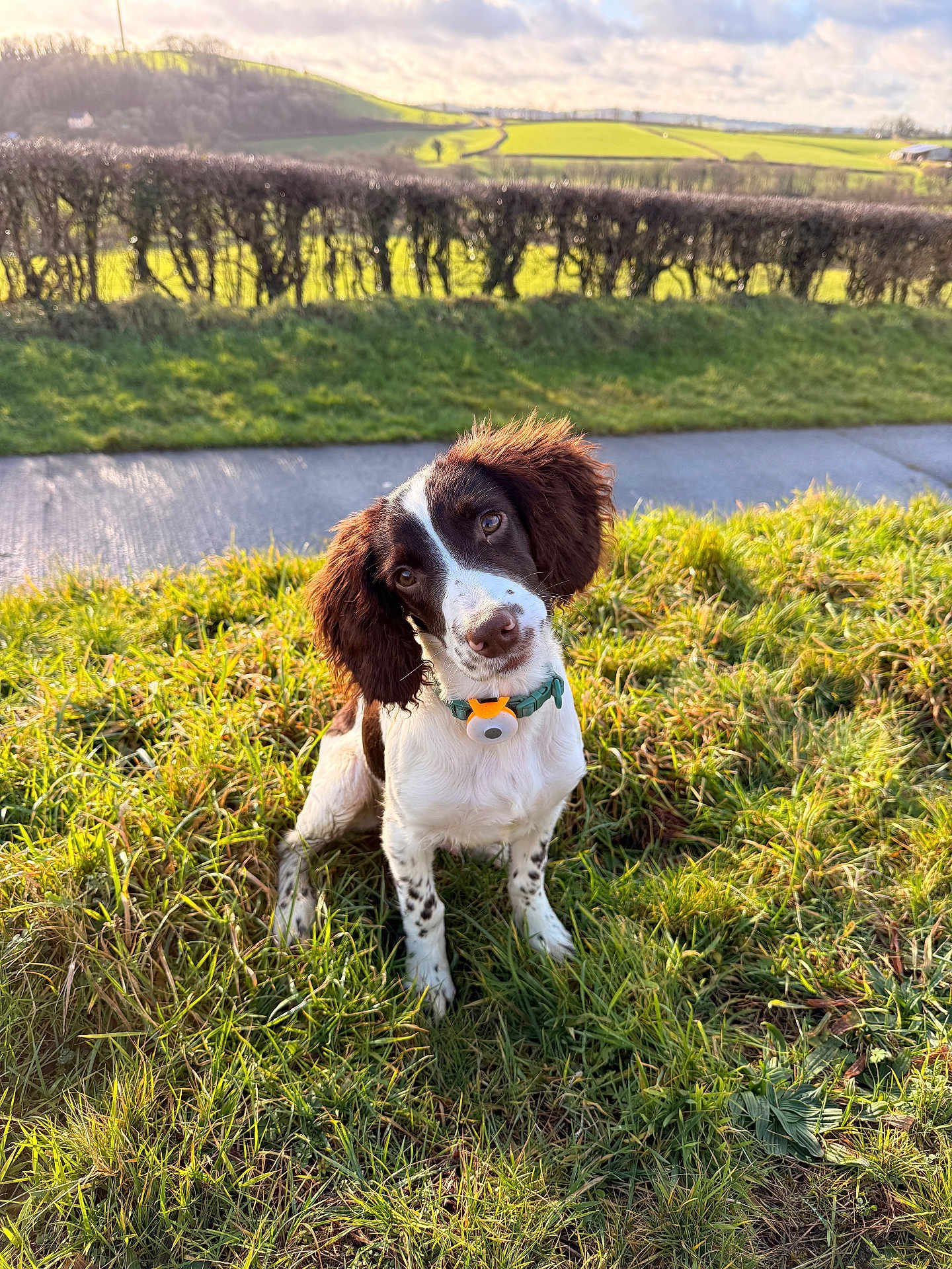 Logan joined the competition — help win amazing prizes! animal, canine, clouds, collar, curious, cute, dog, ears, field, grass, greenery, hedge, nature, outdoor, pathway, pet, rolling_hills, sitting, sky, sunlight
