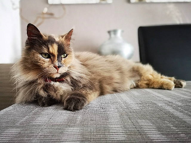 Manouche a rejoint le concours — aidez-le/la à gagner de superbes lots ! carnivore, cat, claw, comfort, domestic_short_haired_cat, felidae, flooring, fur, grey, maine_coon, paw, sitting, small_to_medium_sized_cats, snout, tail, terrestrial_animal, whiskers