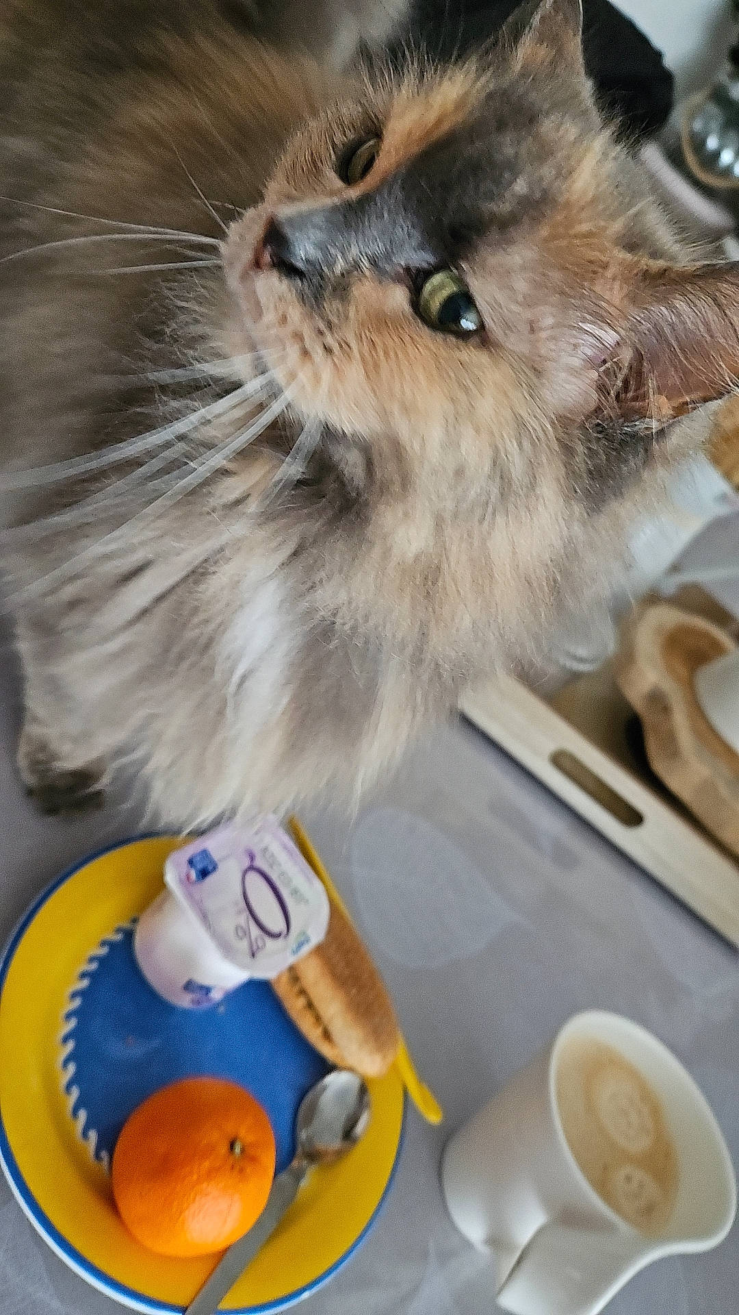 Manouche participe au concours pour gagner de l'argent avec cette photo : box, carnivore, cat, claw, comfort_food, companion_dog, domestic_short_haired_cat, felidae, fur, junk_food, paw, serveware, small_to_medium_sized_cats, stuffed_toy, tableware, terrestrial_animal, toy, whiskers