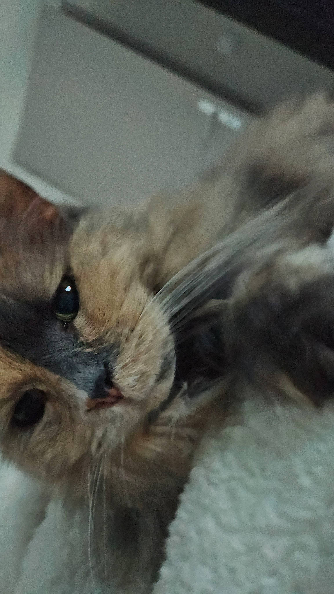 Manouche participe au concours pour gagner de l'argent avec cette photo : canidae, carnivore, cat, claw, comfort, companion_dog, dog_breed, domestic_short_haired_cat, felidae, flooring, fur, paw, small_to_medium_sized_cats, snout, tail, tonkinese, whiskers, working_animal