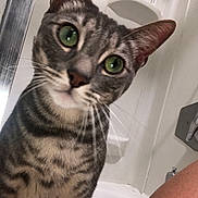 Louie joined the competition — help win amazing prizes! american_shorthair, american_wirehair, asian, australian_mist, california_spangled, carnivore, cat, domestic_short_haired_cat, dragon_li, egyptian_mau, european_shorthair, felidae, kitten, mammal, ocicat, small_to_medium_sized_cats, snout, tabby_cat, vertebrate, whiskers