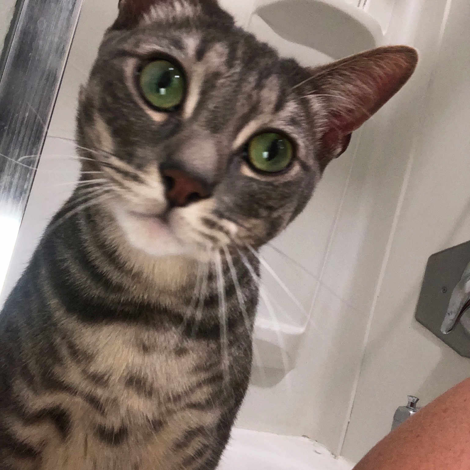 Louie joined the competition — help win amazing prizes! american_shorthair, american_wirehair, asian, australian_mist, california_spangled, carnivore, cat, domestic_short_haired_cat, dragon_li, egyptian_mau, european_shorthair, felidae, kitten, mammal, ocicat, small_to_medium_sized_cats, snout, tabby_cat, vertebrate, whiskers