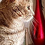 Tigrou a rejoint le concours — aidez-le/la à gagner de superbes lots ! cat, tabby, whiskers, profile, fur, indoor, vase, decor, close_up, pet, animal, feline, curious, side_view, household, domestic, soft_light, portrait, orange, brown