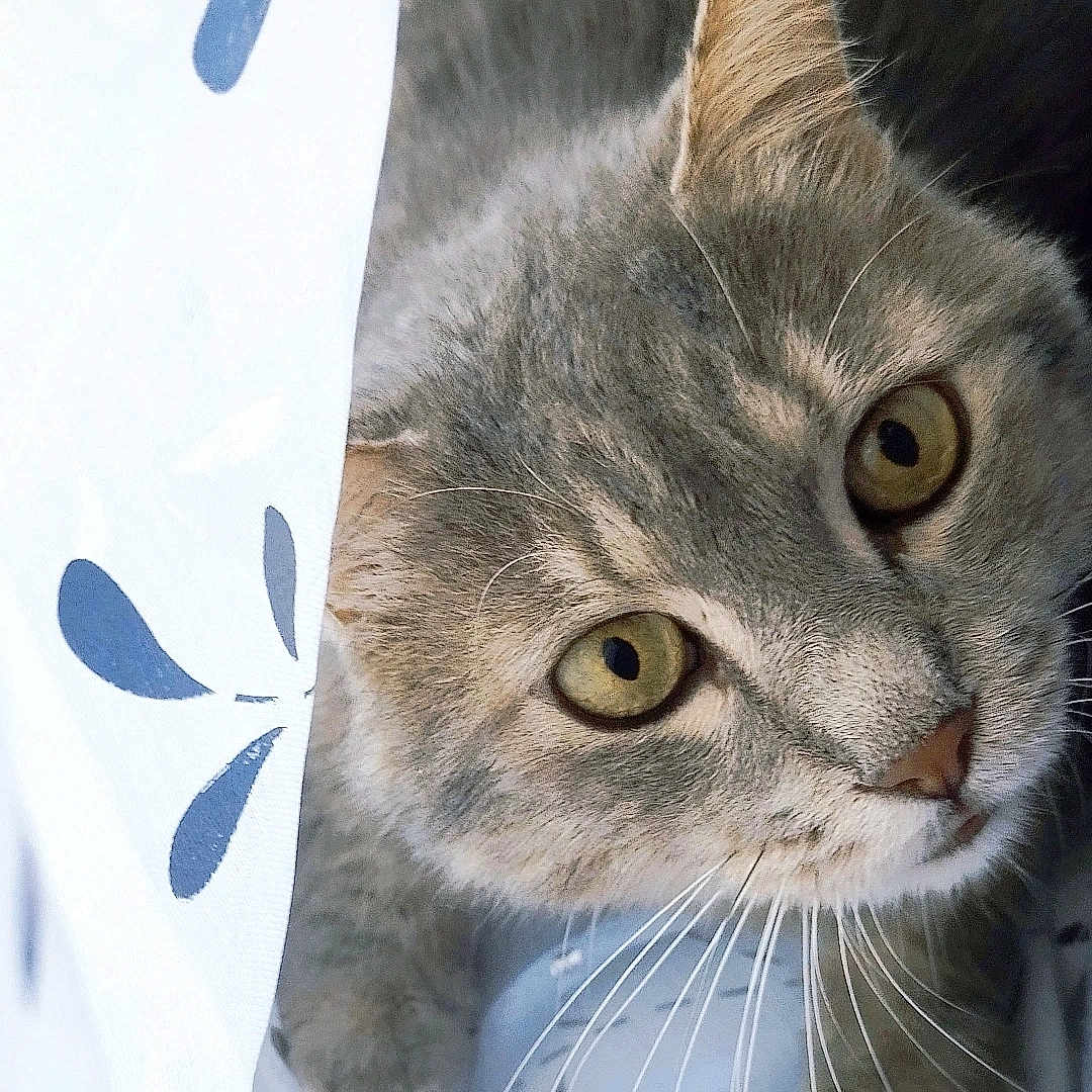 Tigrou a rejoint le concours — aidez-le/la à gagner de superbes lots ! animal, blue_pattern, cat, close_up, curious, curtain, cute, domestic_cat, face, feline, gray_cat, indoor, looking_up, pet, playful, portrait, soft_fur, whiskers, white_curtain, wide_eyes
