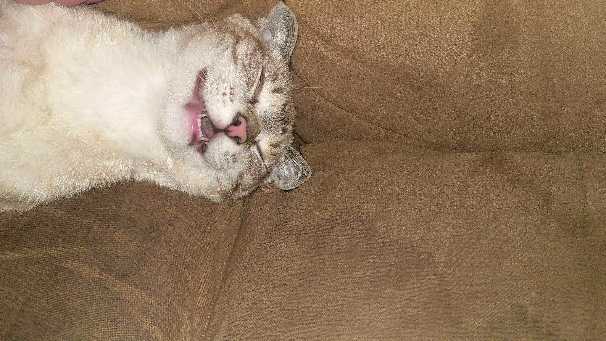 Hannibal is registered to the contest to win money with this photo: asian, burmilla, carnivore, cat, claw, domestic_short_haired_cat, european_shorthair, eye, fawn, felidae, fur, kitten, mammal, ojos_azules, paw, sleep, small_to_medium_sized_cats, tail, whiskers