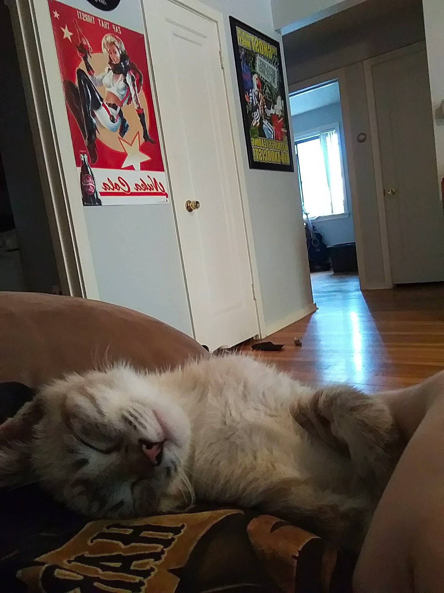 Hannibal is registered to the contest to win money with this photo: carnivore, cat, felidae, fur, ragdoll, room, small_to_medium_sized_cats, turkish_van, whiskers