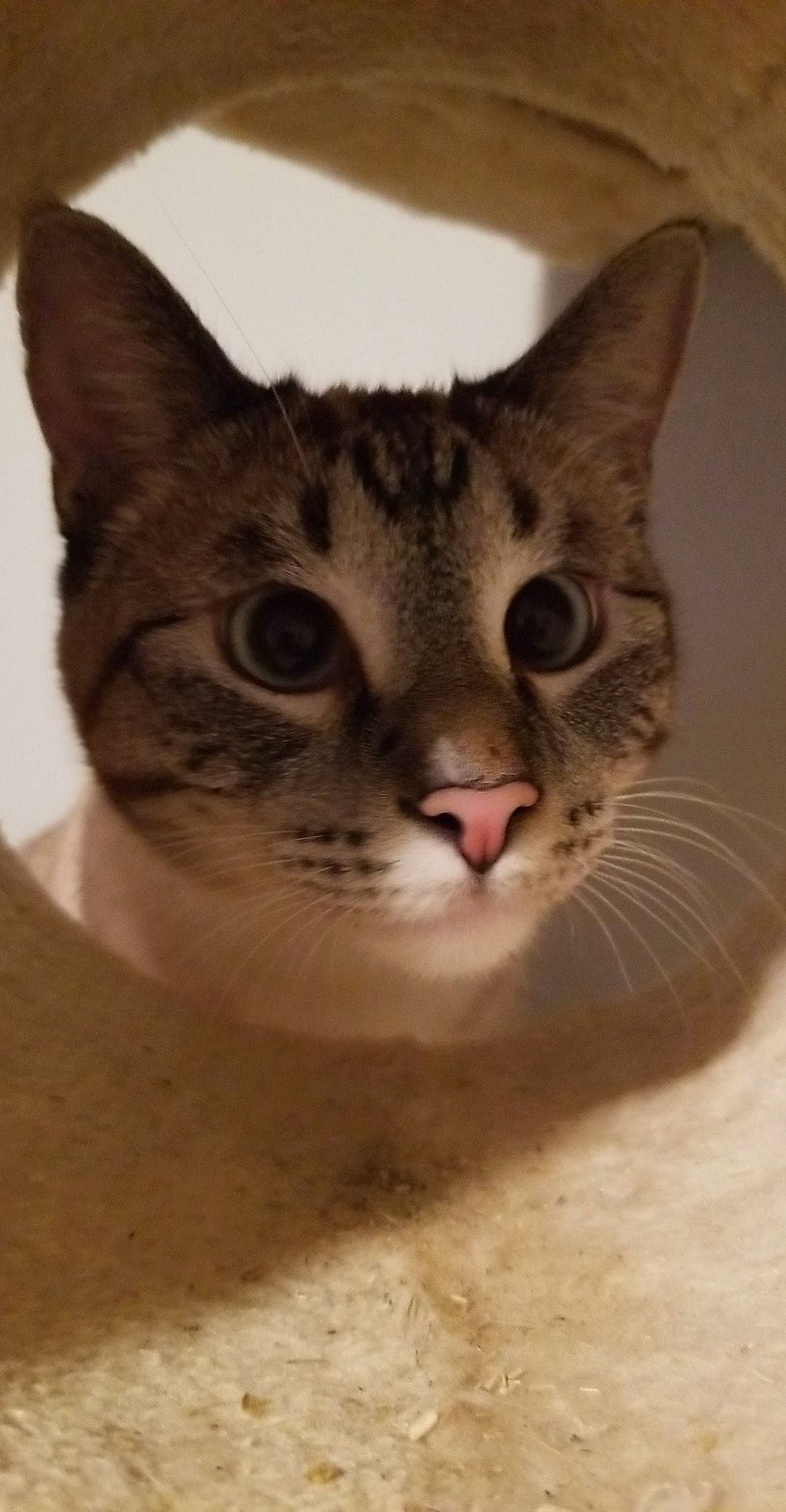 Hannibal is registered to the contest to win money with this photo: abyssinian, aegean_cat, arabian_mau, asian, australian_mist, carnivore, cat, chausie, domestic_short_haired_cat, egyptian_mau, european_shorthair, felidae, mammal, oriental_shorthair, singapura, small_to_medium_sized_cats, snout, tabby_cat, vertebrate, whiskers