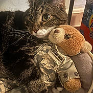 Mr. Meow Meow is registered to the contest to win money with this photo: animal, background, camo_pattern, cat, closeup, cozy, cute, fabric, fur, furniture, indoor, military_uniform, pet, resting, snuggling, soft_toy, stuffed_toy, tabby_cat, teddy_bear, whiskers