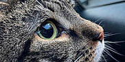 Mr. Meow Meow is registered to the contest to win money with this photo: animal, blurred_background, car_interior, cat, close_up, curious, domestic_cat, face, fur, green_eyes, indoor, muzzle, nose, pet, reflection, side_profile, soft_light, tabby_cat, whiskers, window