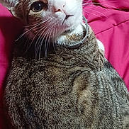 Zane joined the competition — help win amazing prizes! cat, tabby, pet, animal, feline, collar, whiskers, ears, eyes, fur, bed, blanket, pink, indoor, curious, cute, domestic, resting, closeup, portrait