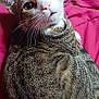 cat, tabby, pet, animal, feline, collar, whiskers, ears, eyes, fur, bed, blanket, pink, indoor, curious, cute, domestic, resting, closeup, portrait