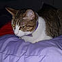 Zane is registered to the contest to win money with this photo: cat, tabby, purple_collar, indoor, blanket, bed, pet, feline, fur, whiskers, ears, sleeping_area, purple, lavender, animal, resting, cute, domestic_cat, close_up, quiet