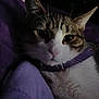 cat, animal, pet, feline, purple_blanket, collar, indoor, closeup, whiskers, relaxed, resting, cute, face, ears, fur, domestic_cat, sleepy, cozy, dark, quiet
