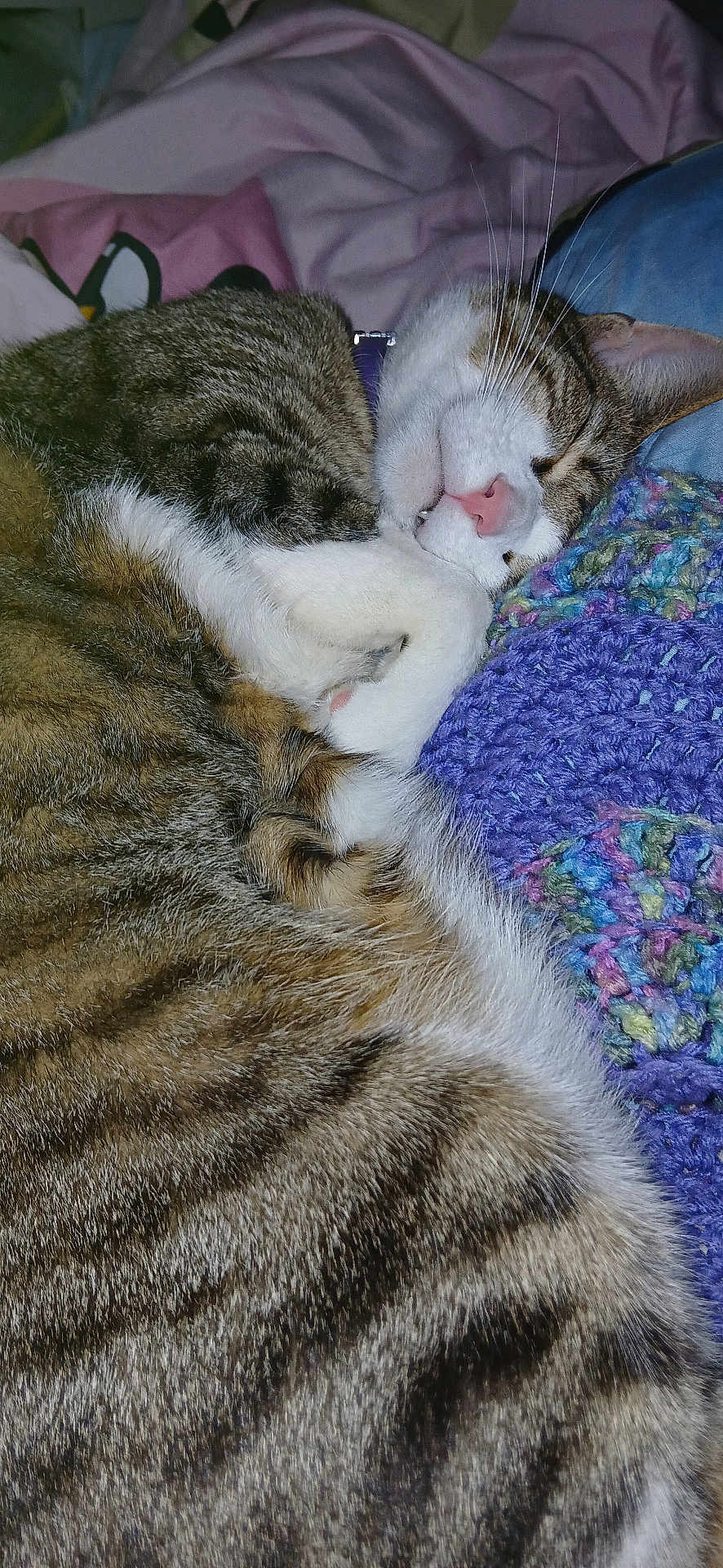 Zane is registered to the contest to win money with this photo: cat, tabby, sleeping, cozy, blanket, crocheted, paw, fur, whiskers, nose, pink_nose, striped, domestic_cat, resting, indoor, soft, cute, pet, closeup, feline
