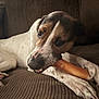 dog, pet, chew_treat, couch, sofa, paws, snout, eyes, white_fur, brown_fur, spots, close_up, portrait, indoor, relaxed, resting, upholstery, chewing, home, muzzle
