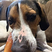 Teddy is registered to the contest to win money with this photo: dog, beagle_like, close_up, nose, whiskers, chew_bone, couch, pillow, brown_white_black, ear, eyes, pet, domestic_animal, indoor, portrait, furniture, muzzle, paw, relaxed, soft_light