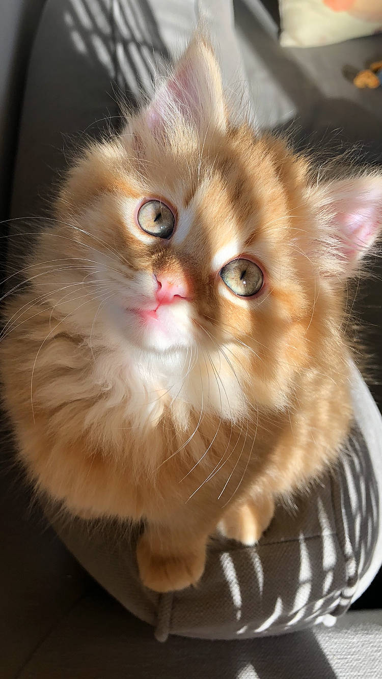 Youri a rejoint le concours — aidez-le/la à gagner de superbes lots ! box, carnivore, cat, companion_dog, domestic_short_haired_cat, ear, eye, fawn, felidae, fur, head, iris, nose, paw, photo_caption, small_to_medium_sized_cats, snout, tail, whiskers, window