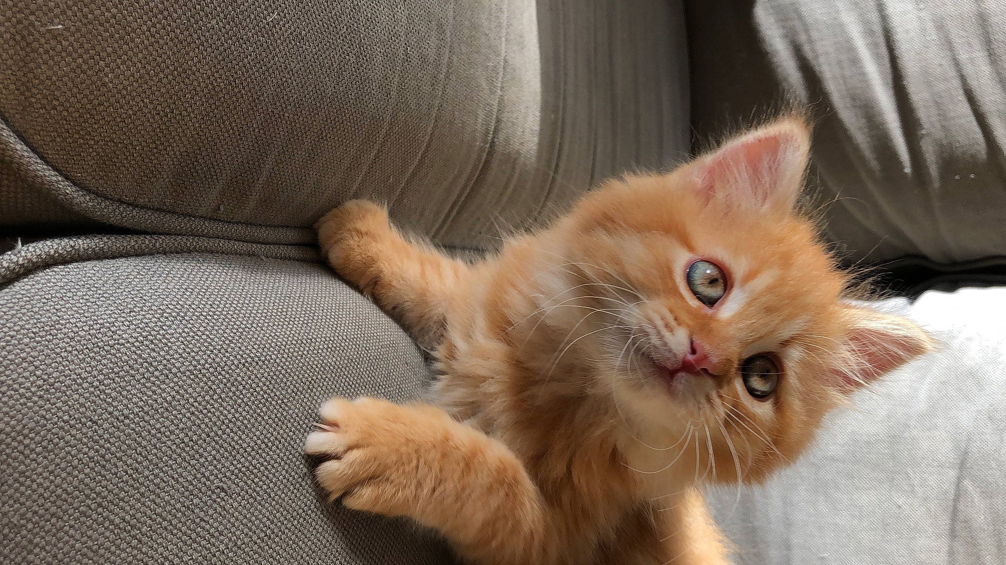 Youri a rejoint le concours — aidez-le/la à gagner de superbes lots ! carnivore, cat, claw, comfort, domestic_short_haired_cat, eye, fawn, felidae, flooring, fur, paw, small_to_medium_sized_cats, snout, tail, whiskers, wood