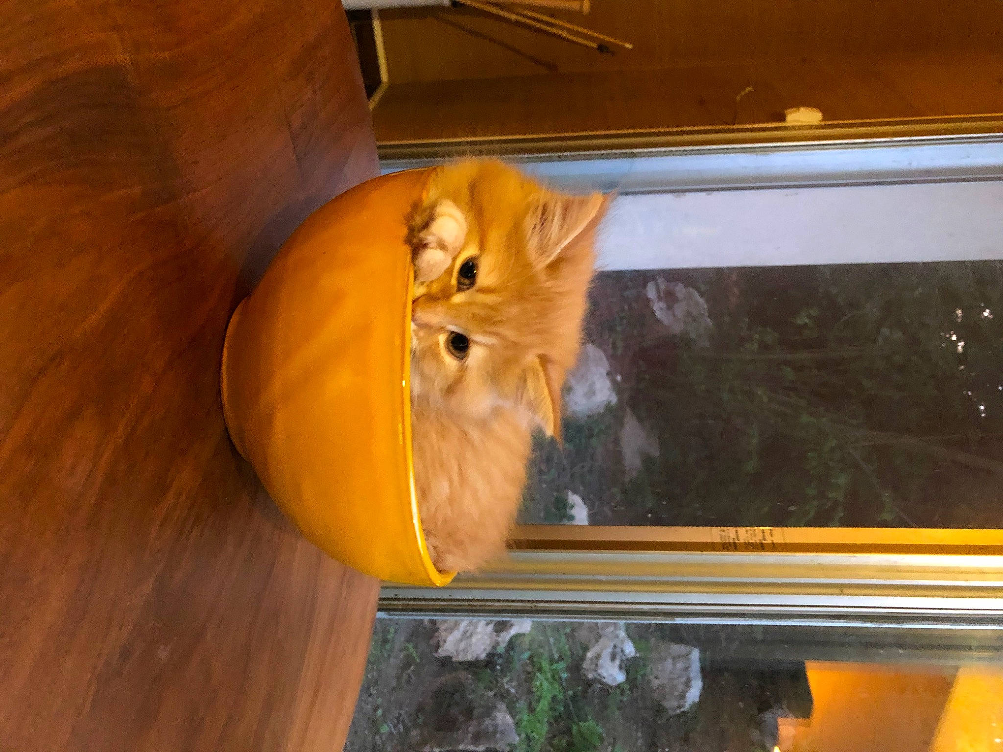 Youri participe au concours pour gagner de l'argent avec cette photo : art, automotive_exterior, carnivore, companion_dog, dog_breed, fawn, felidae, fur, hardwood, plant, room, small_to_medium_sized_cats, stuffed_toy, tail, terrestrial_animal, toy, whiskers, wildlife, window, wood