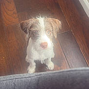 Lola joined the competition — help win amazing prizes! puppy, dog, pet, animal, portrait, scruffy_fur, white_fur, brown_fur, floppy_ears, pink_nose, blue_eyes, looking_up, sitting, indoor, hardwood_floor, food_bowl, water_bowl, pet_feeding_station, home, cute