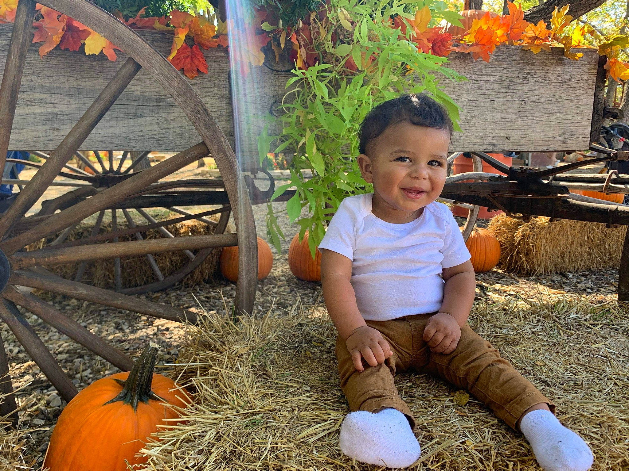 Mateo is registered to the contest to win money with this photo: adaptation, bicycle, calabaza, cucurbita, grass, happy, joy, leaf, morning, nature, people, people_in_nature, person, plant, pumpkin, smile, tire, toddler, vertebrate, wheel