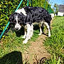 dog, black_and_white, outdoor, grass, path, fence, greenery, sunlight, shadow, nature, canine, pet, animal, blue_sky, daylight, rural, leafy, fur, curious, walking