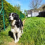 dog, black_and_white, grass, path, fence, outdoor, sunny, sky, tree, house, pet, animal, nature, daylight, fur, canine, walkway, garden, leaves, blue_sky