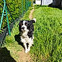 dog, black_and_white, outdoor, grass, fence, path, sunny, daylight, shed, house, pet, canine, fur, nature, backyard, animal, walking_path, greenery, shadow, curious