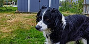 Owen participe au concours pour gagner de l'argent avec cette photo : dog, black_and_white, grass, chain, shed, outdoor, tree, fence, sky, cloud, pet, animal, garden, nature, collar, muzzle, fur, standing, daytime, quiet