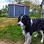 dog, black_and_white, grass, chain, shed, outdoor, tree, fence, sky, cloud, pet, animal, garden, nature, collar, muzzle, fur, standing, daytime, quiet