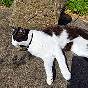 Prince a rejoint le concours — aidez-le/la à gagner de superbes lots ! cat, black_and_white, lying_down, rock, grass, outdoor, sunlight, concrete, relaxing, animal, pet, nature, shadow, collar, mammal, whiskers, daytime, flora, feline, resting